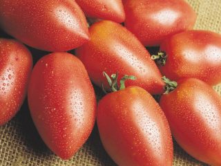 Tomato Rocket: ulasan, foto, hasil