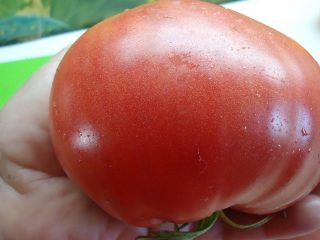 Percutian kegemaran Tomato: ulasan, foto, hasil