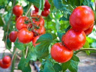 Tomato Red Red F1: ulasan, gambar