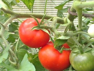 Tomato masak awal: ulasan, gambar, hasil