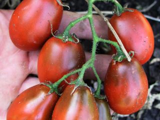 Tomātu Black Moor: atsauksmes, fotogrāfijas, raža