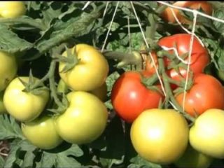 Tomātu Khlynovsky F1: atsauksmes, fotogrāfijas