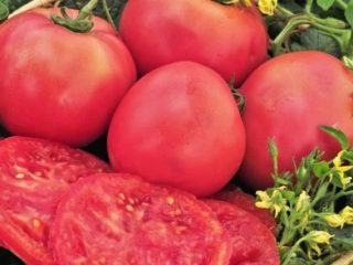 Tomatrosa gigant: egenskaper og beskrivelse av sorten