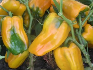 Pepper Gemini F1: apraksts + foto