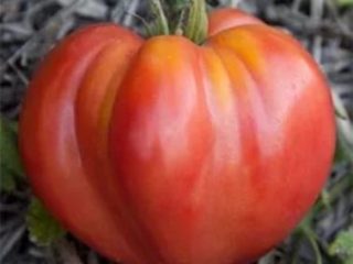 Tomato Wonder of the Earth: penerangan pelbagai, foto, ulasan