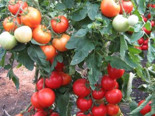 Tomato Intuition: ulasan, foto, hasil