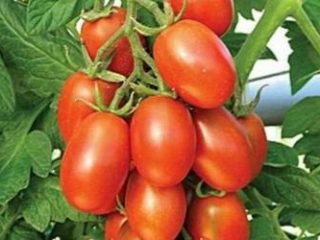 Tomaatti Marusya: kuvaus, arvostelut