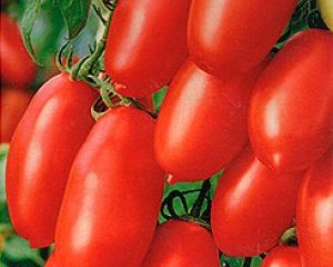 Tomato Chibis: ulasan, gambar