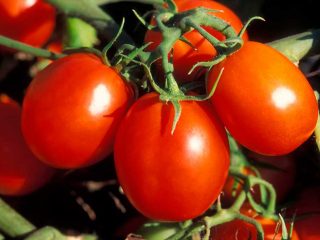 Tomato De Barao: ciri dan keterangan mengenai pelbagai