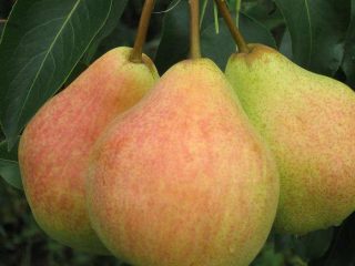 Memori Pear Zhegalov