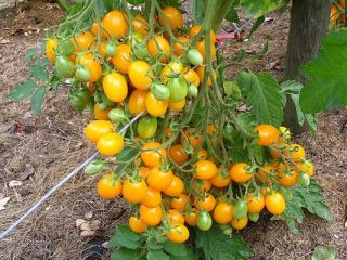 Tomato Ildi