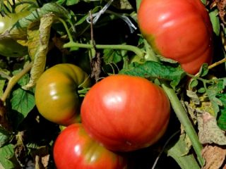Tomato Sugar Bison: anmeldelser, fotos
