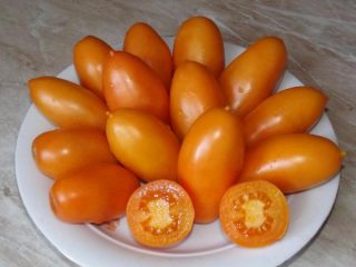 Tomātu zelta zivtiņa: atsauksmes + fotogrāfijas