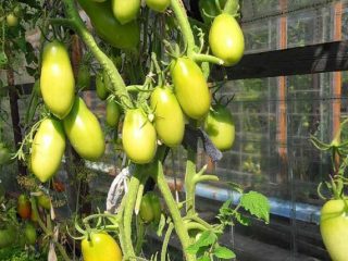Tomat Moskva delikatesse: anmeldelser, bilder, utbytte