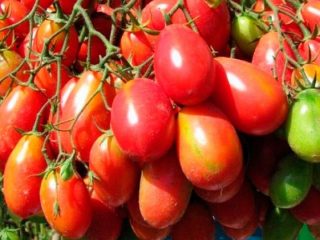 Tomato Chio Chio San: foto, ulasan
