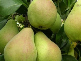Pear musim sejuk November
