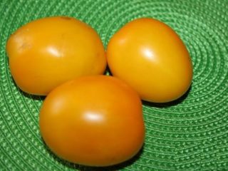 Tomātu zelta olas: šķirnes raksturojums un apraksts