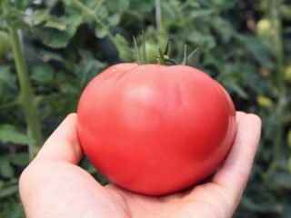 Hadiah Tomato untuk seorang wanita: ulasan, foto, hasil
