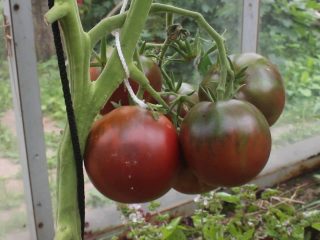 Tomato Gypsy: ulasan, foto, hasil