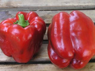 Pipari Claudio F1: šķirnes raksturojums un apraksts