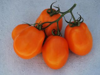 Tomātu South Tan: atsauksmes, fotogrāfijas, raža