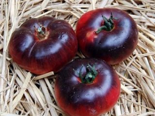 Tomato Amethyst Jewel: ciri dan keterangan mengenai pelbagai
