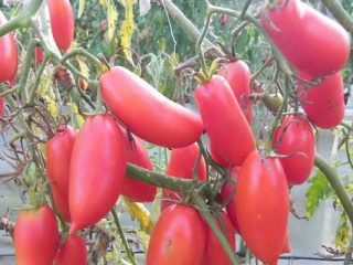 Candele al pomodoro scarlatto: caratteristiche e descrizione della varietà
