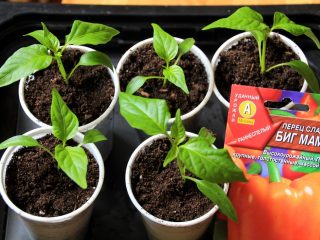 Pepper Big Mom: egenskaper och beskrivning av sorten