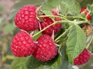 Raspberry Sun