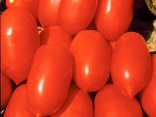 Tomato Kaspar: ulasan, foto, hasil