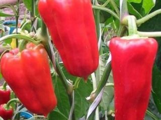 Pepper Health: anmeldelser, fotos, udbytte