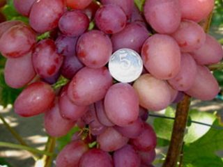 Anggur Sofia: penerangan terperinci + foto
