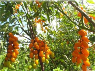 Tomato Golden Fleece: ulasan, gambar