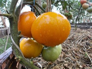 Citron jätte tomat: foto + recensioner