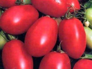 Tomātu Countryman: atsauksmes, fotogrāfijas, raža