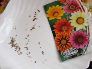 Hvornår skal man plante Gatsania-kimplanter?
