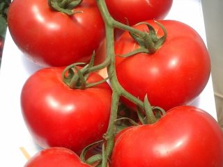 Tomāts Kostroma F1: atsauksmes, fotogrāfijas, raža