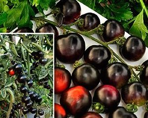 Kumpulan Tomato Black F1: ulasan + foto