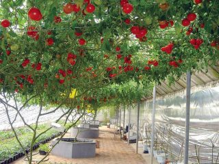 Tomato Octopus F1: cara tumbuh di luar rumah dan di rumah hijau