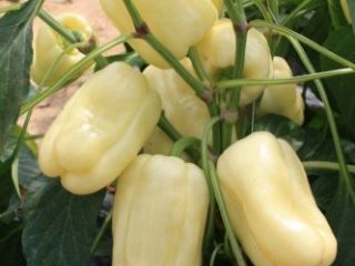 Pepper Madonna F1