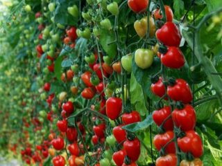Tomat Strawberry Tree: anmeldelser, bilder, utbytte