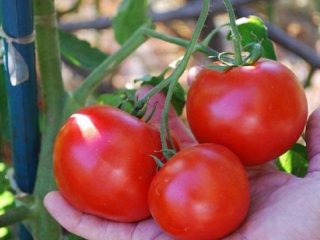 Tomato Morozko: ciri dan penerangan mengenai pelbagai