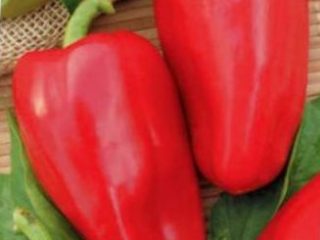 Pepper Flight: karakteristika og beskrivelse af sorten