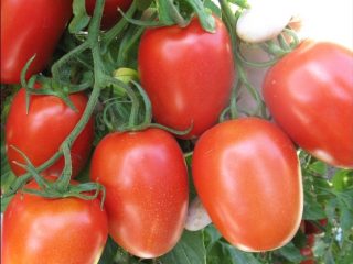 Tomato Roma: คำอธิบายความหลากหลายภาพถ่ายบทวิจารณ์