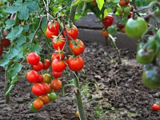 Tomato Nastya-sweet: คำอธิบายความหลากหลายภาพถ่ายบทวิจารณ์
