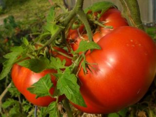 Tomato Beefsteak: ulasan + foto