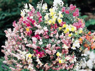 Ampel snapdragon: sorter, plantning og pleje