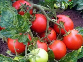 Tomātu ģimene: atsauksmes, fotogrāfijas, raža
