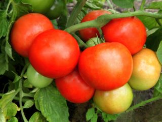 Tomato Juggler F1: ciri dan keterangan mengenai pelbagai