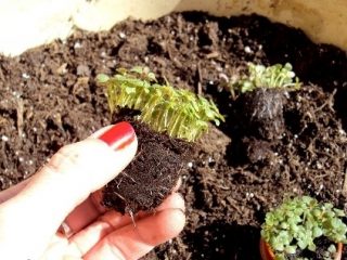 Kad stādīt snapdragonus stādiem